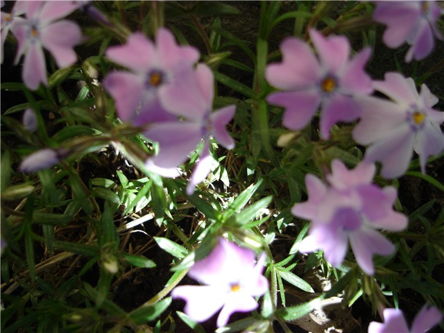 phlox